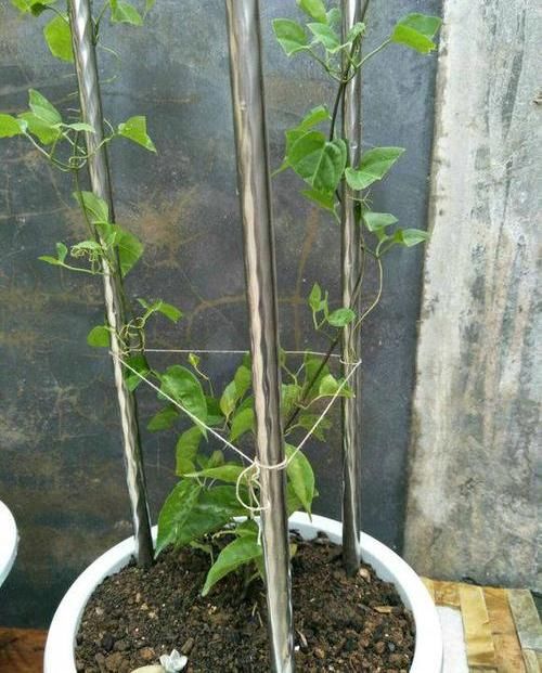  养棵：养棵“炮仗花”，花开3季，阳台开成花园，花瓣漂亮，不怕低温