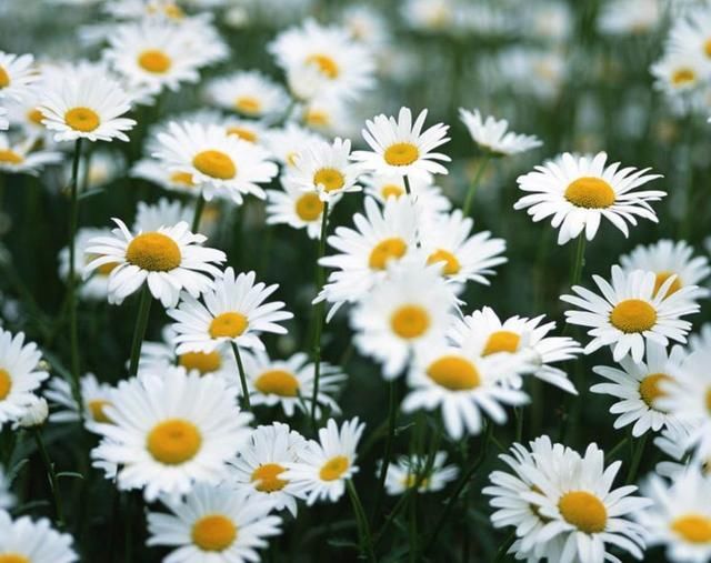 菊花还有苹果仙子这个品种？作用不少，开花好看养护简单！