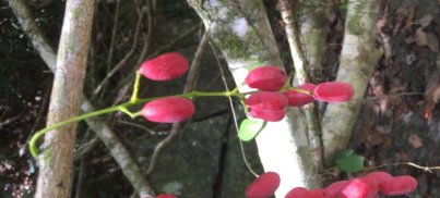  研究发现@这种野生物，若遇见请您管好自己的手别破坏，它好稀罕