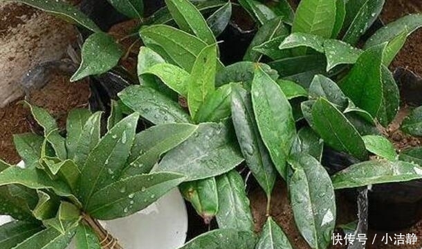  「观叶」路边4种树，遇见别错过，掰个叉就生根，观叶赏花还好吃