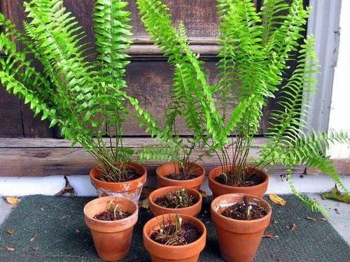  「就要」22种室内极难养死的植物，绿植就要选这些