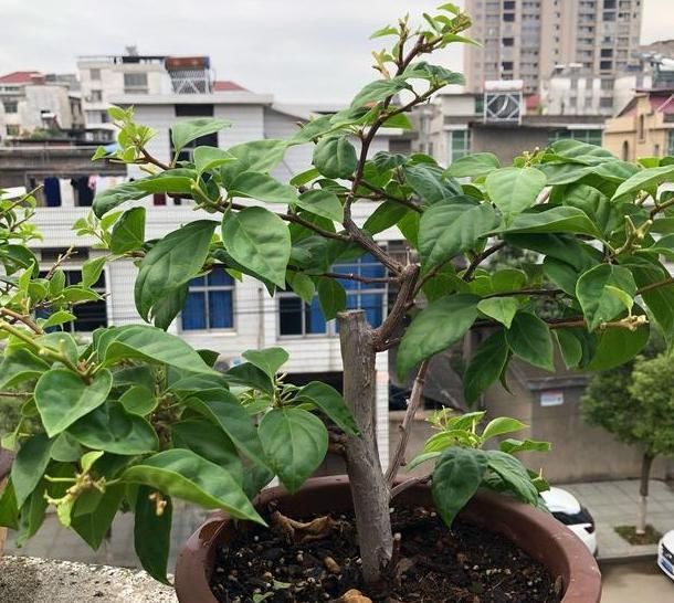  『根部吸收』夏季赏花选三角梅，管理掌握5个小技巧，盆盆月月花开不停