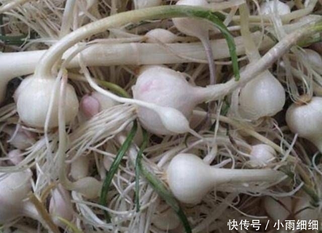  『植物』1种“小根蒜”生长在河边，以往看它像“大蒜”，殊不知珍贵！