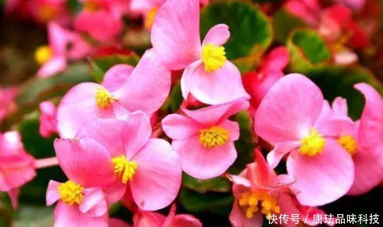  『家里』家里养上“5种花”，开花一簇簇，繁花似锦，直接变成“小花园”