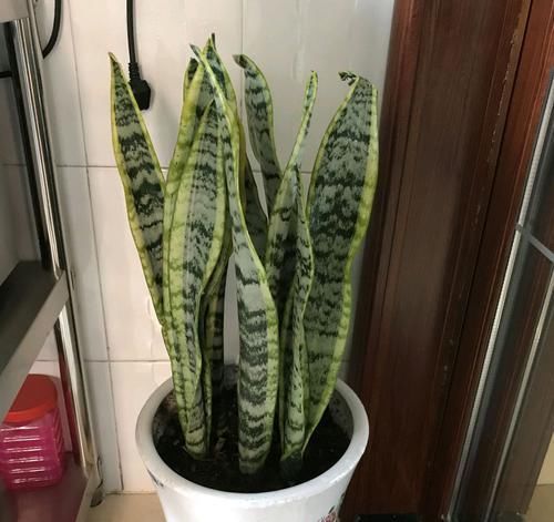  #虎皮#虎皮兰叶片扦插不生根？勤快惹的祸，掌握扦插时机虎皮兰快速生根