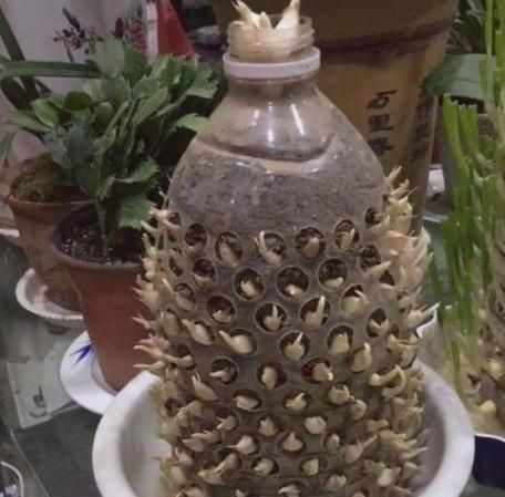  『家里』这3种植物，能吸油烟还能炒菜吃，家里养1盆，“佐料”不用买！