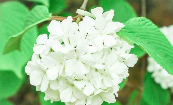 #芳香#特别适合观赏的4款花,花繁叶茂,芳香四溢,让家门前变小花园