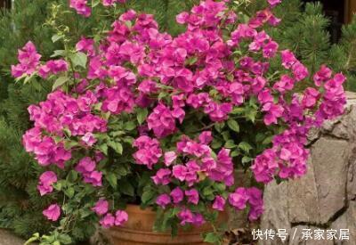  【枝条】三角梅是什么时候嫁接