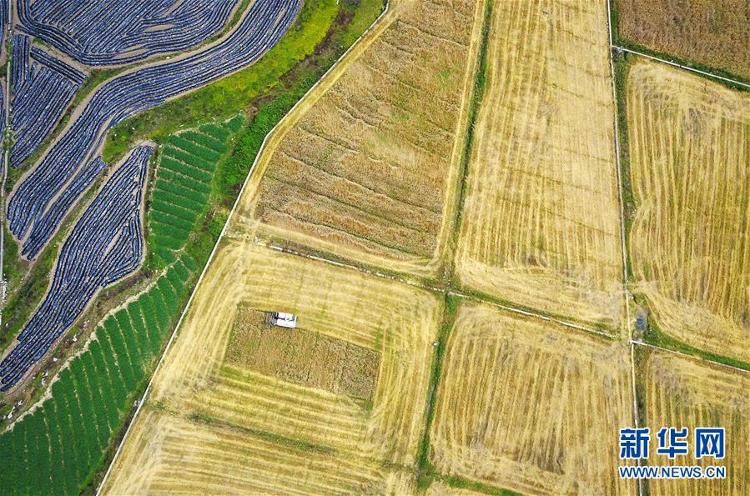贵州■贵州思南:收获冬小麦