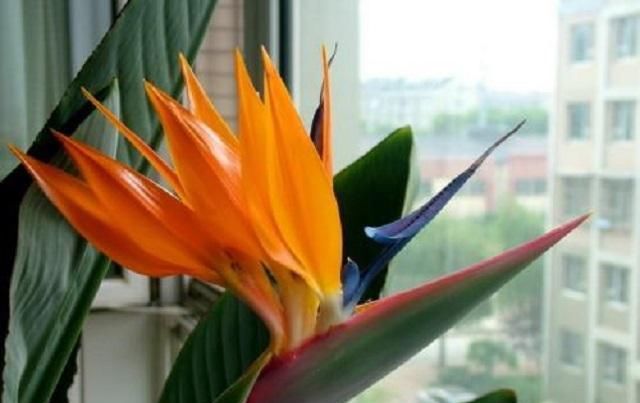  『鲜花』盘点花开四季，花期长达几个月的几种极品鲜花，外形动人还好养活