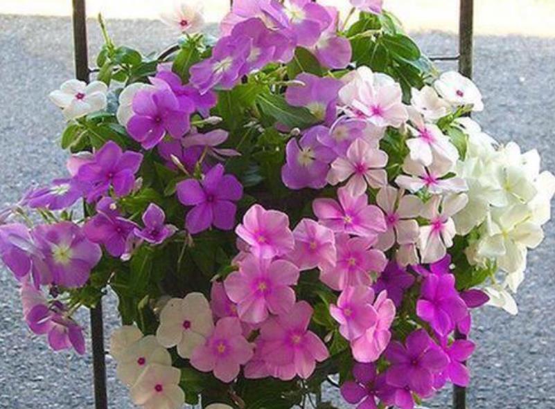 『开花』最受欢迎的“4种花”,好养又漂亮,开成花球,花期长达300天!