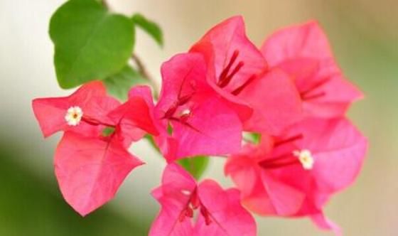 「夏季」夏季这“4种”花,就爱“晒太阳”,越晒开花越多,满屋飘香
