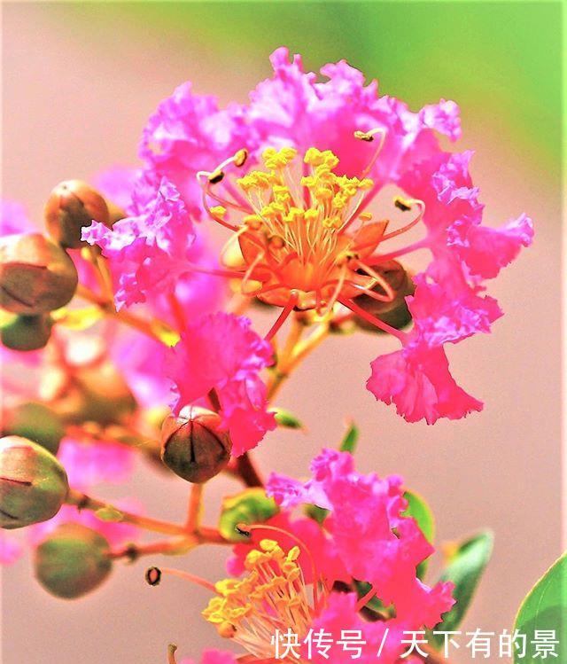 『紫薇花』这树“没皮”,它的花却开得轰轰烈烈,长达百日红