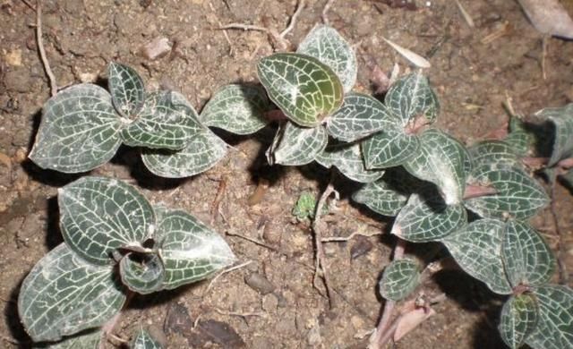  值钱：阴凉的竹林里,有1种“七叶莲”珍贵,植株值钱,堪比“金线莲”