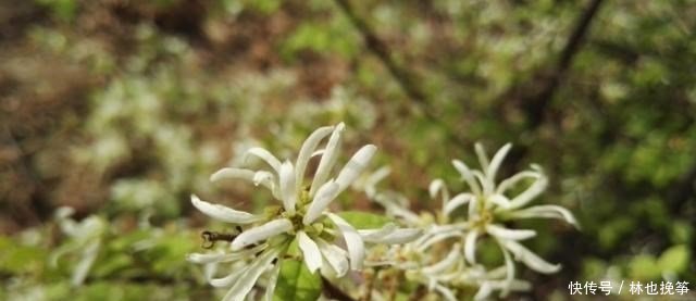 『檵木花』山里这种植物,到处都有,不做盆景,简直屈才了