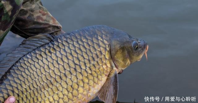 「钓找」野钓找鱼道，有技巧，从以下几个方面入手！
