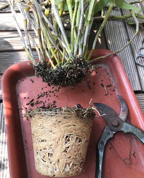  石斛■盆栽石斛兰根系越多越好吗？狠心剪平根部根，变多盆还易开花爆盆