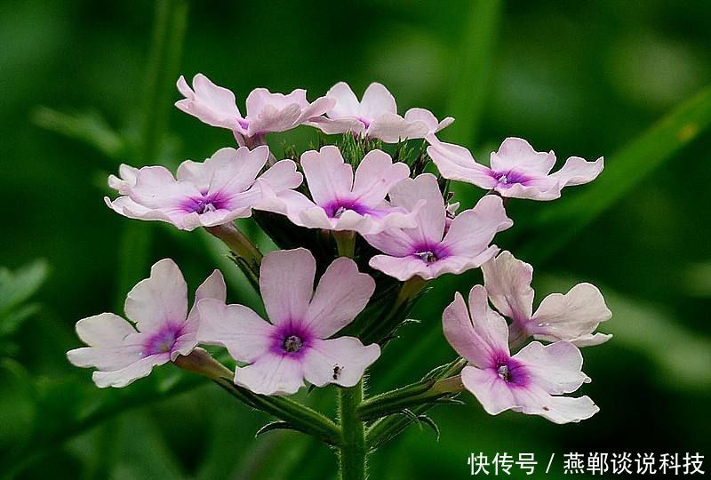 #深受#貌若西施的3种花,飘香藤、酒瓶兰、美女樱?,深受人们喜爱