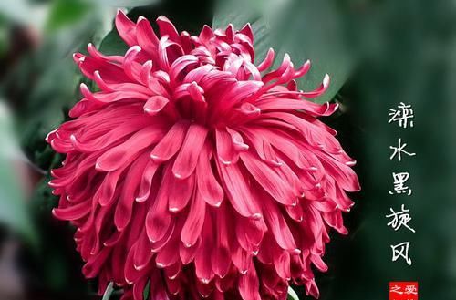  『珍稀』此款菊花，花开如“滦水黑旋风”，堪称“珍稀名菊”，美艳高贵！