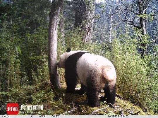 尴尬了 大熊猫在四川勿角保护区被拍到“蹭屁股”