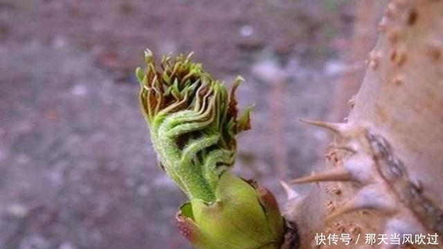 农村这种野树随处可见，过去老农看到就砍伐，却不知嫩芽卖80一斤