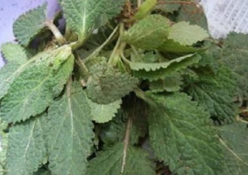  「杂草」农村常见的野草，过去被农民当杂草锄掉，如今却是清热