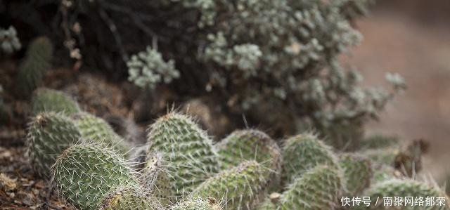 沙漠里长的这种植物, 当地人不敢靠近, 外来人却常把它当成水果!