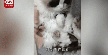  感染■一家七口感染新冠，猫咪独自守家40天，回家这一幕让他们惊呆了