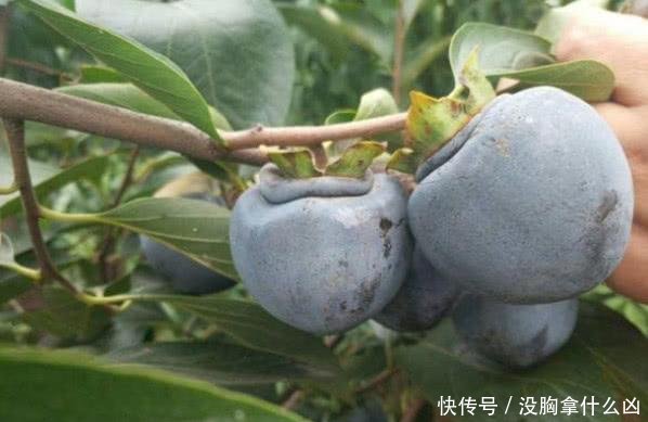  「我国」我国“最甜”水果，比“甘蔗”甜，插土就活，两棵结果