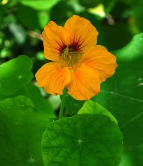 【常见】有一种莲花,不需要水,一年四季都开花,花香色艳,绿化带常见