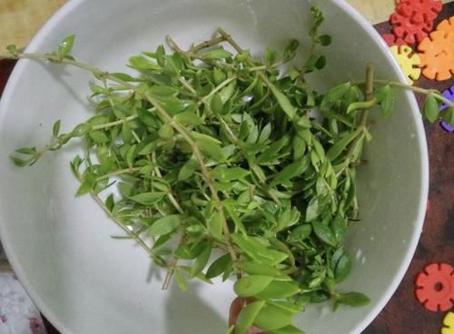  #种多肉植物#呆在家里太无聊？种植2棵“多肉”，80天后“爆盆”，繁殖一堆！