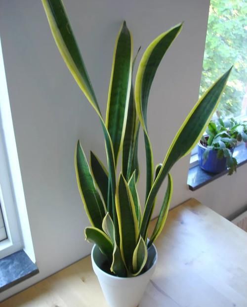  『精致』极其耐阴的几种观赏植物，养成桌面上的精致盆栽