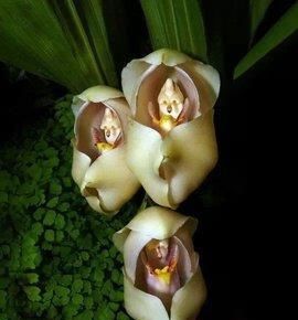  『植物』有时候，花朵也在模仿动物，模仿人类，多有趣啊
