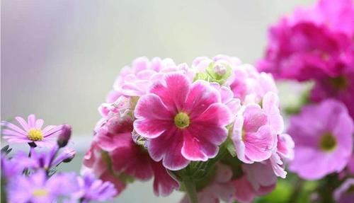  家里@喜欢在家里养花，就选择此3种，枝繁叶茂开花爆盆，花色艳丽好养