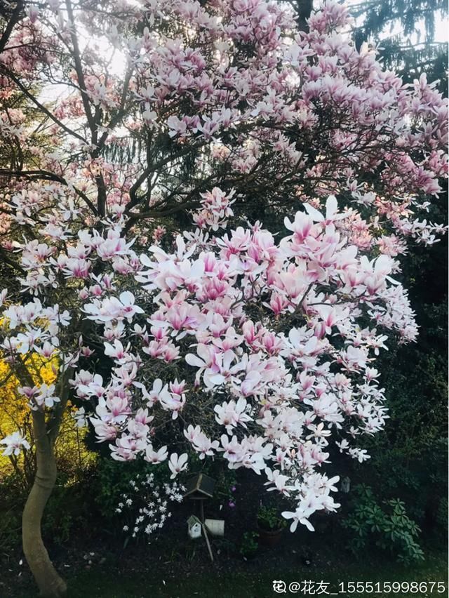  开出漂亮■阳春三月，出门踏青，原来有这么多漂亮花！