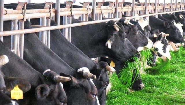  「农民」农民养殖不赚钱，因为五大养殖重点没学会，现在知道还