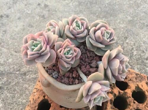  【高温的夏季】多肉总是徒长丑爆成大白菜？多半是犯了3个错误，养成老桩也不错