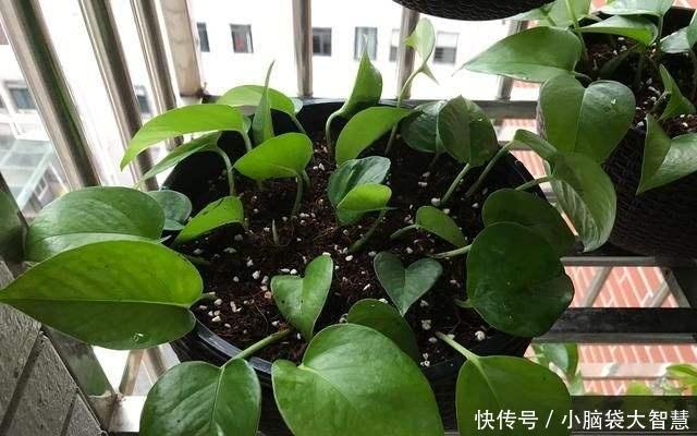 『出满屋子』阳春四月,这“3种花”用1片“叶子”来扦插,10天就发芽、窜满盆