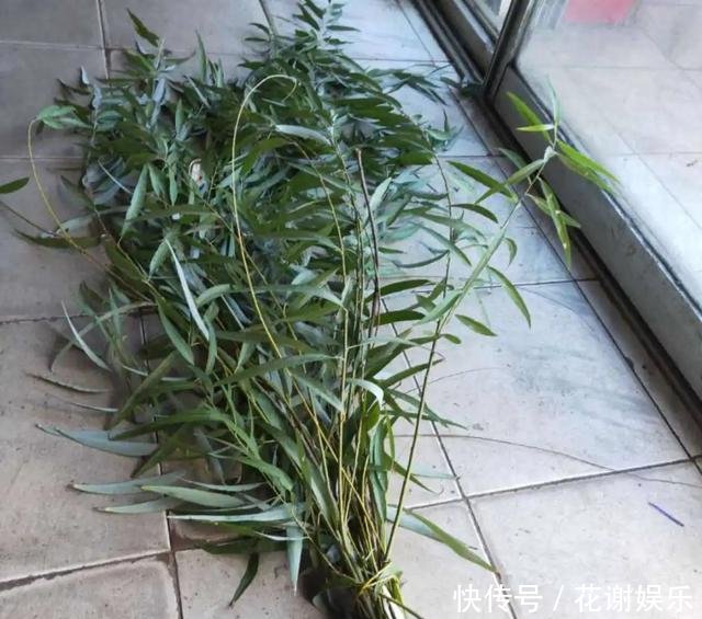  「扦插」春天扦插最好活，生根水不用买，自制4种生根水，比买的还好使！