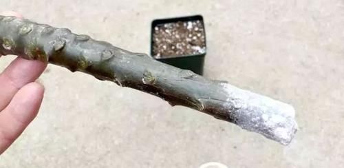  「家里」花朵迷人芬芳的鸡蛋花，还能用枝条培育成家里的盆栽