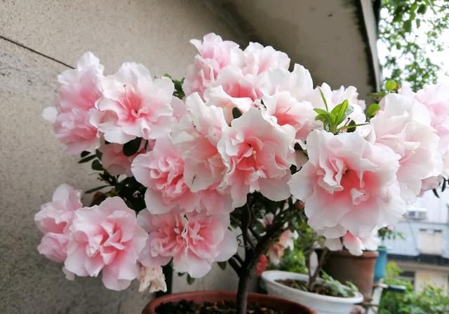  『发黑』杜鹃花的叶尖发黑是怎么回事？勤快也是错，喷水和浇水姿势不对