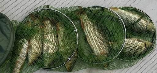  【轻信】不要轻信“偷驴”就需要小味型的饵料，详解“偷驴”味型应用方法