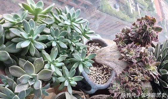 『花园』有一个多肉花园是一种怎样的体验