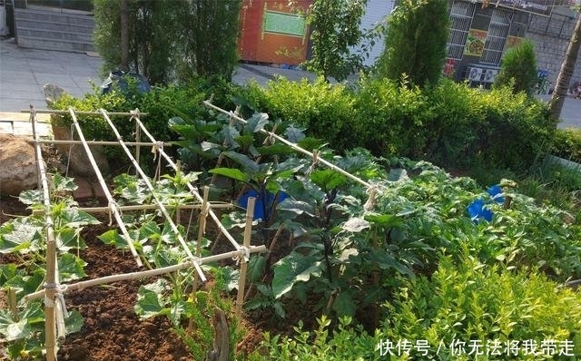  [蔬菜]为啥宁愿种草也不让种菜 农村人想不通