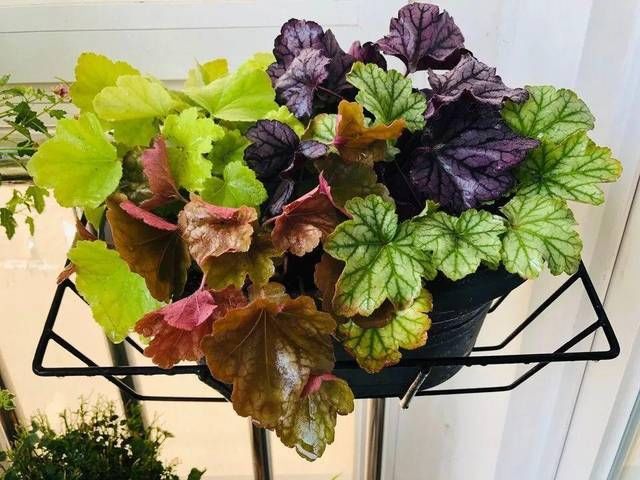  艳丽@养花，这5种花首选，花色艳丽花期长，2个月开满阳台