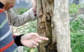  【沉香木】1克卖1万元？深山特有的树木，农民不种植，专家:农民