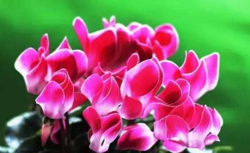  [懒人]懒人养花就选此款，叶片肥美花艳，温度高就开花，开花爆满成花海