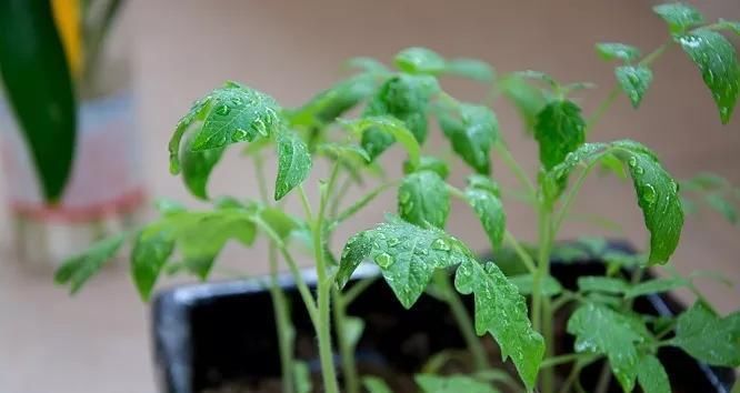 「够吃」阳台就是大菜园,这6种蔬菜都能种,一年不用买菜,全家都够吃