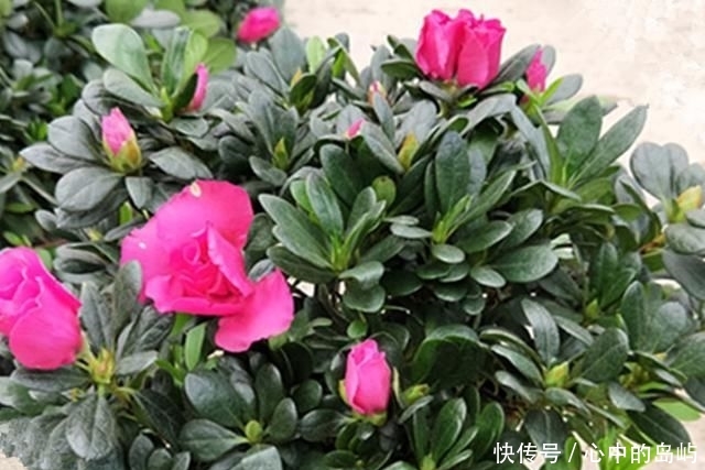 『黄叶』杜鹃、茶花、枙子花老是黄叶,用点这个,比硫酸亚铁好百倍