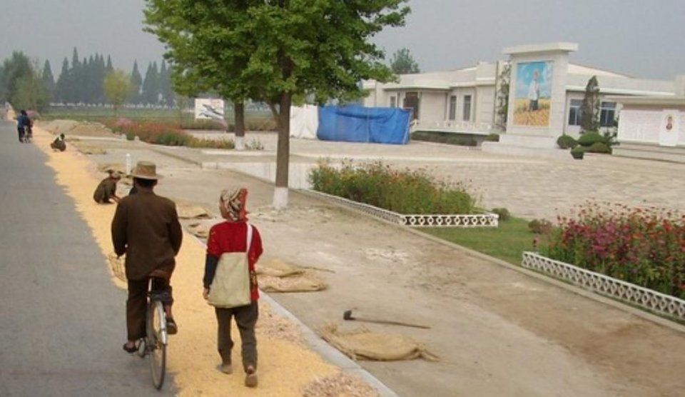  手工@朝鲜农民如何收庄稼？一靠手工二靠牛，机械相当少见